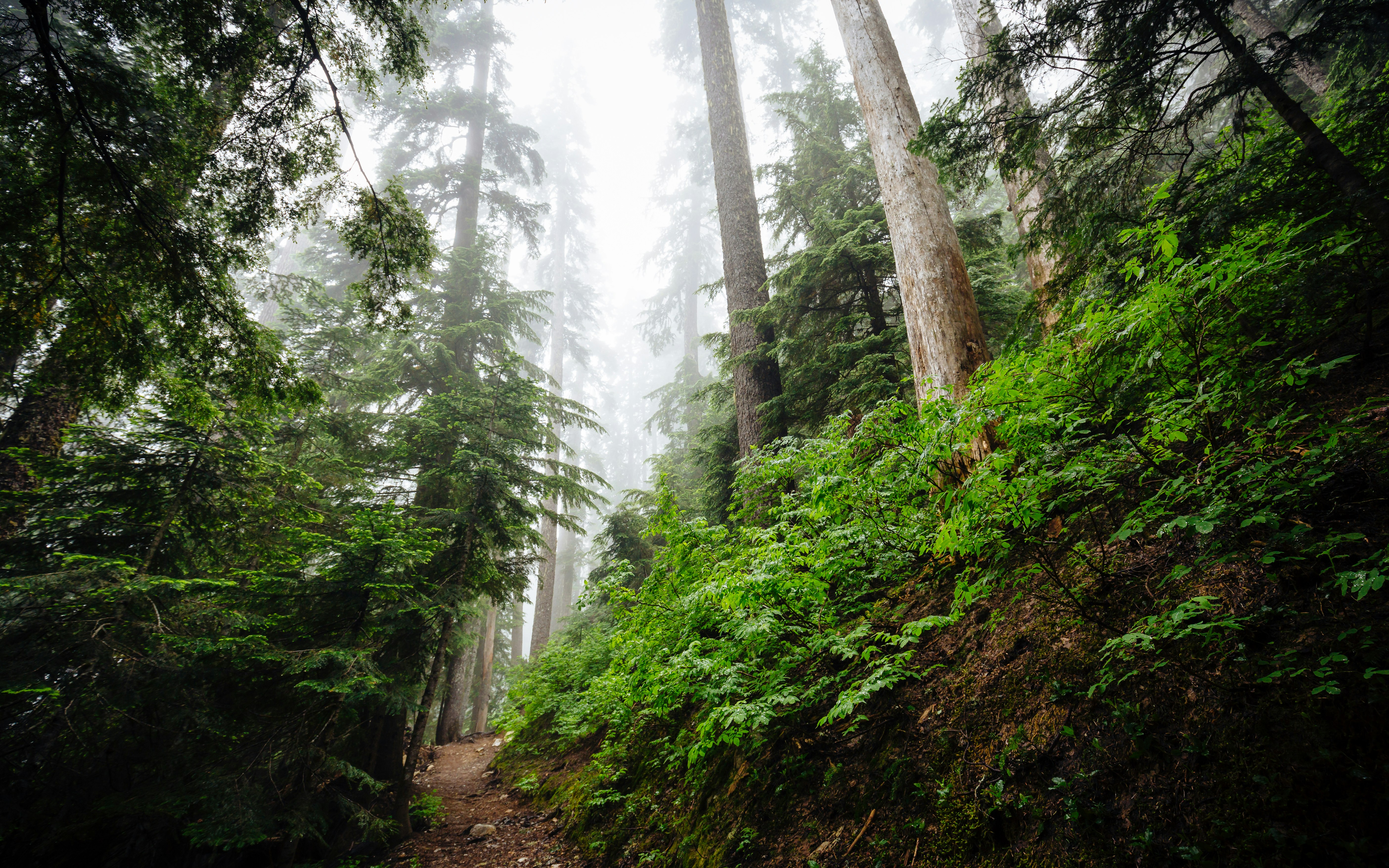 forest with trees and pathway